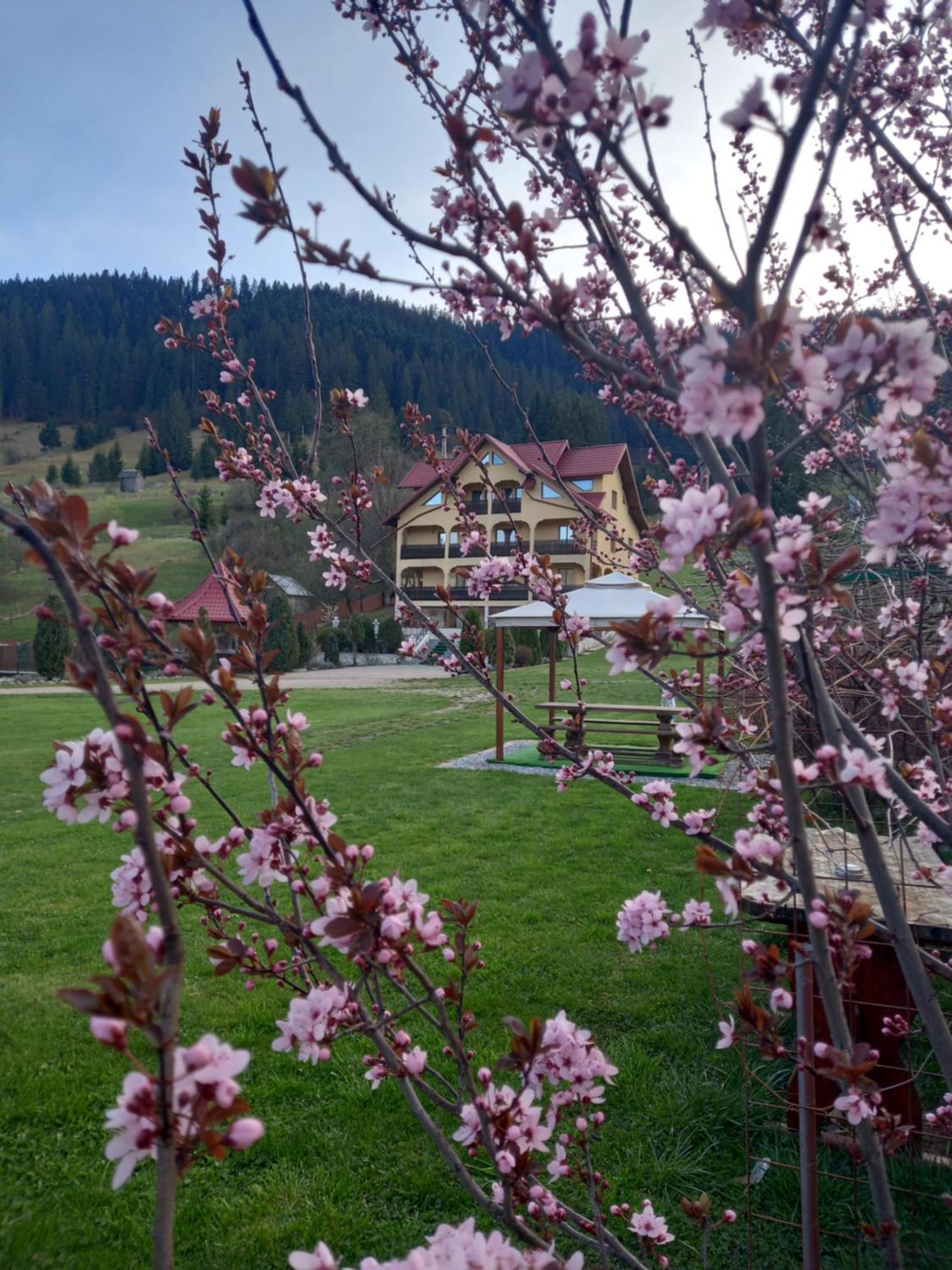 Pensiunea Alunis Hotel Садова Екстериор снимка